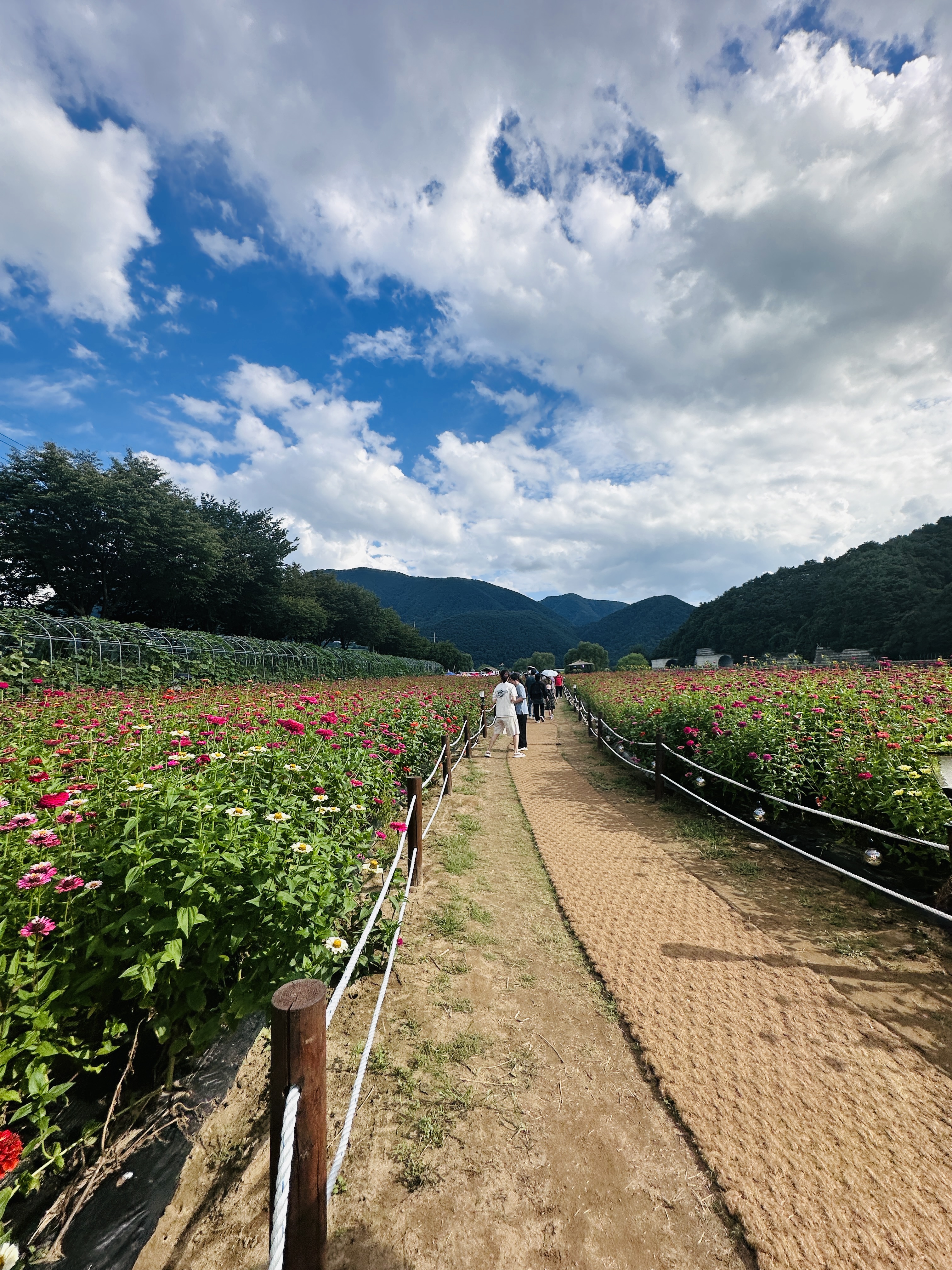 평창-백일홍-축제