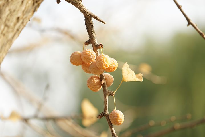 은행 효능