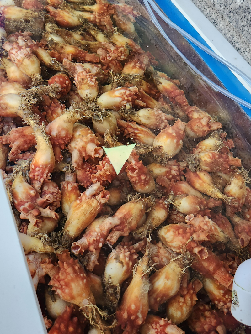 사계절물회 이미지