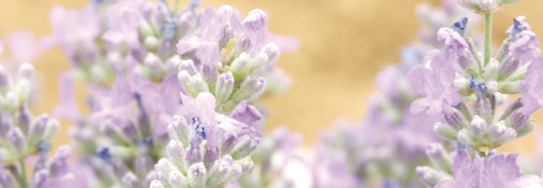 definition-of-aromatherapy-application-ver3-0