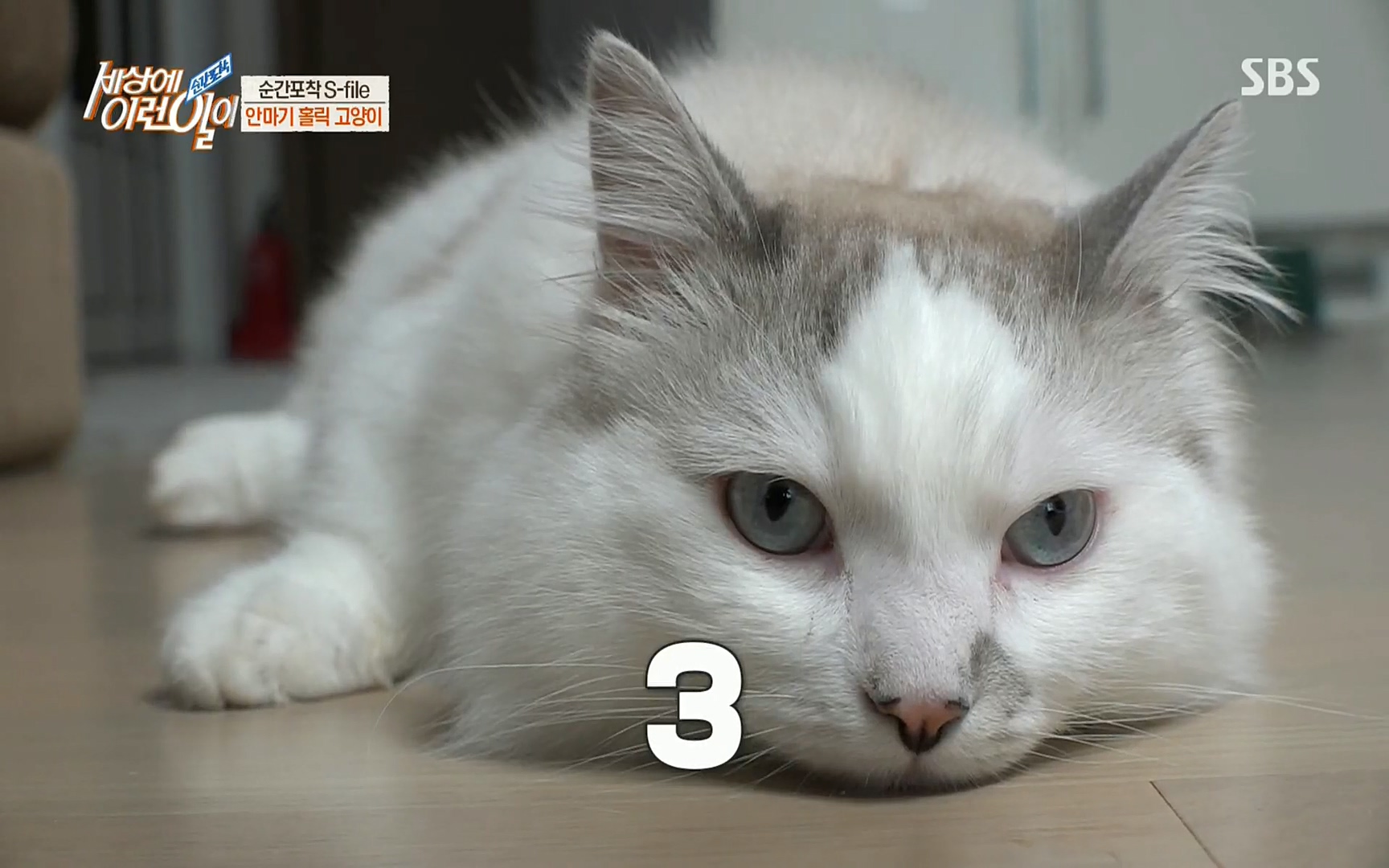 순간포착 세상에 이런일이.E1186.220628p.H264-F1RST.mp4_20220629_201018.495.jpg