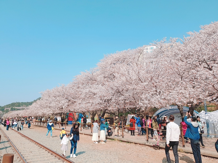 진해 군항제 일정 벚꽃 축제 주차장