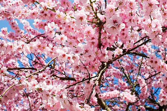 아이들과 함께 가면 좋은 서울과 경기지역의 벚꽃축제 리스트10
