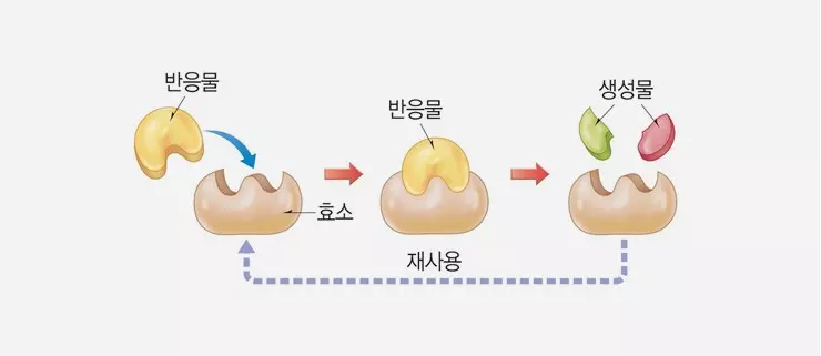 효소