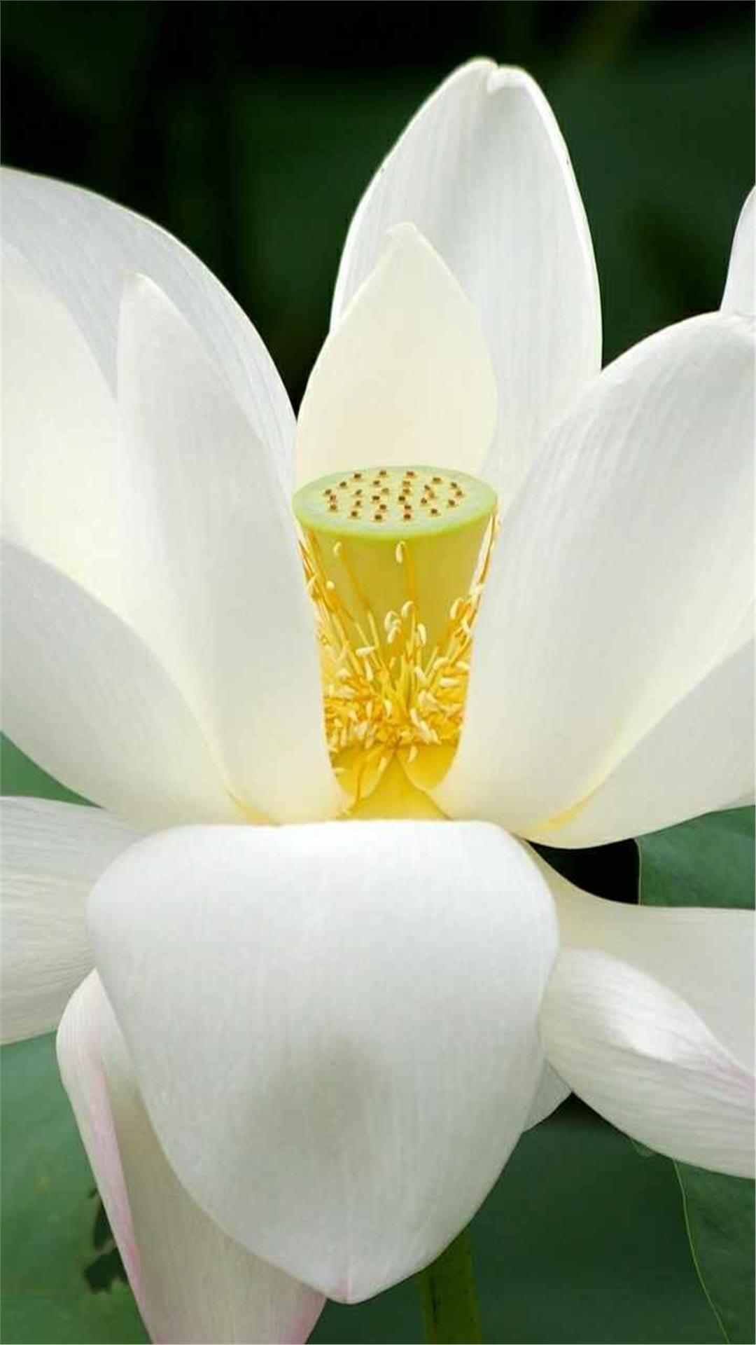 Lotus Flower iPhone Wallpaper