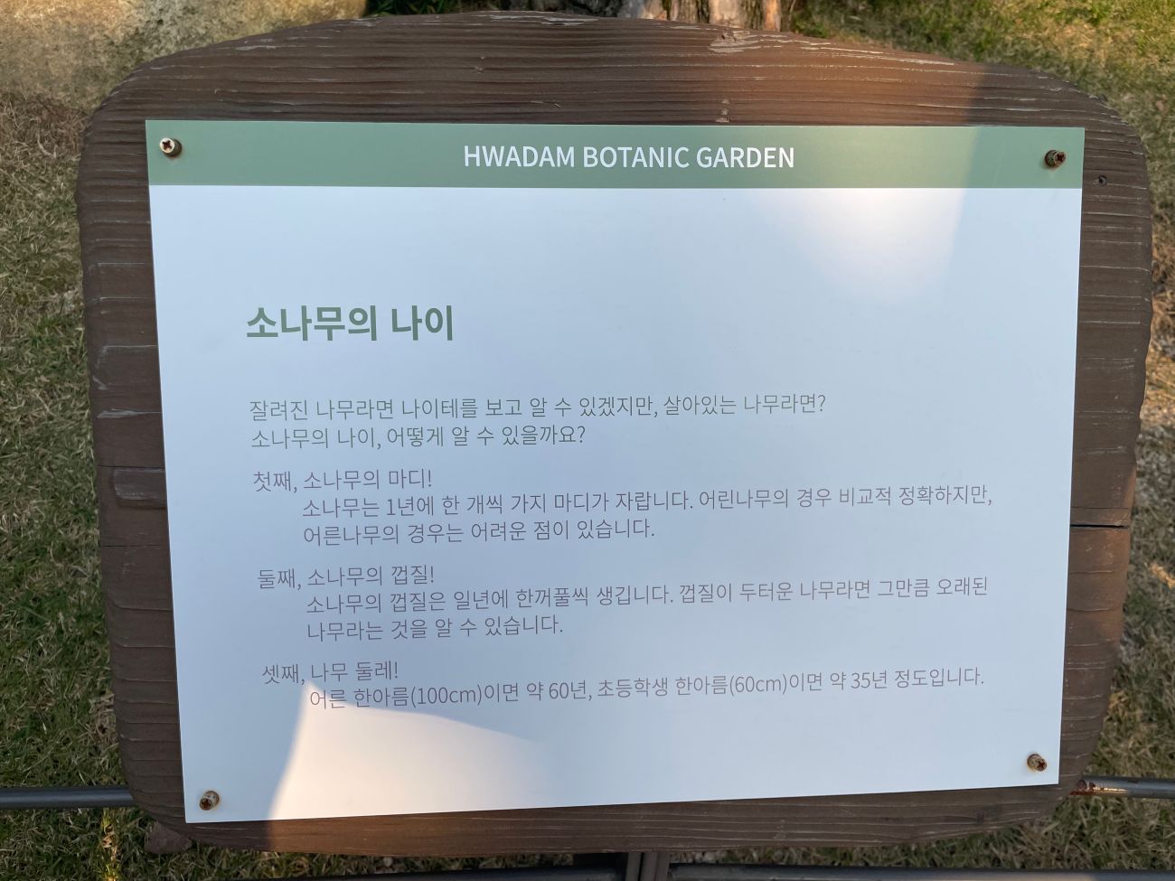 소나무-나이-설명