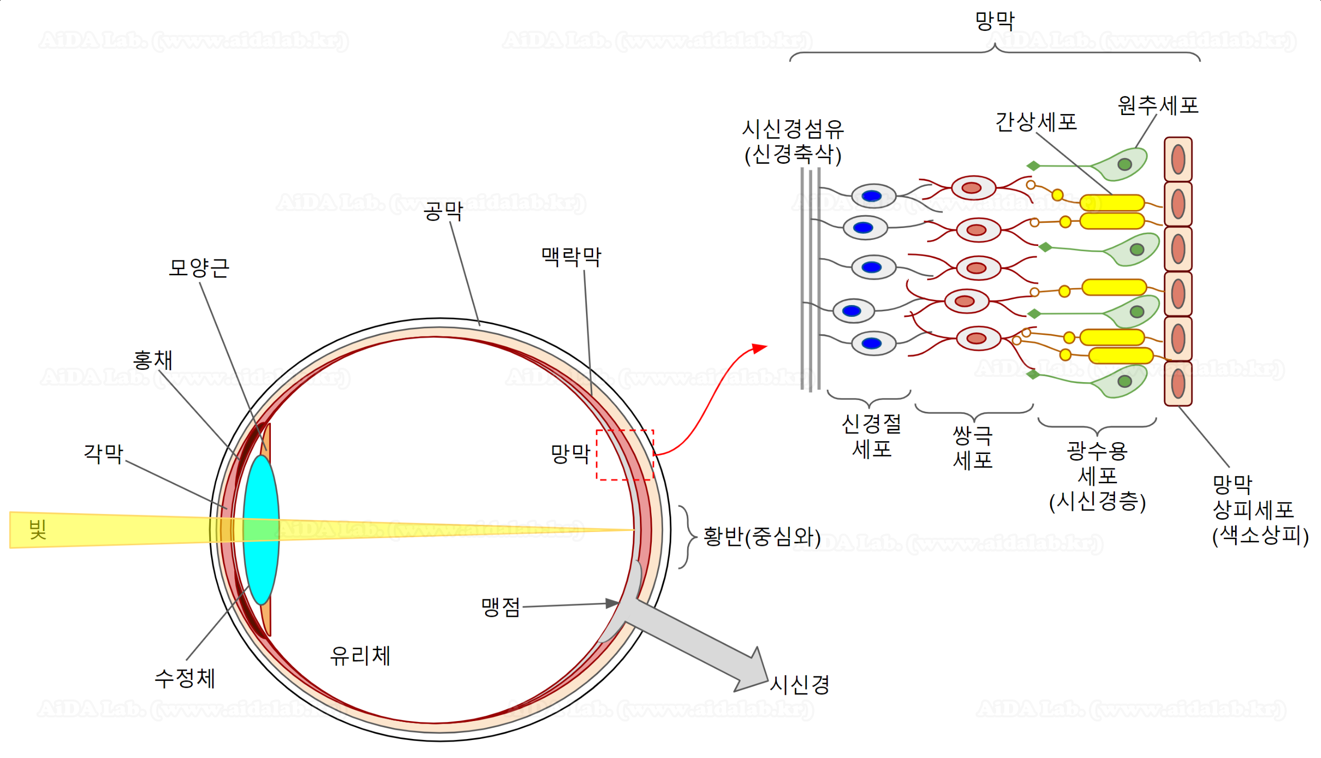 인간의 안구 다이어그램