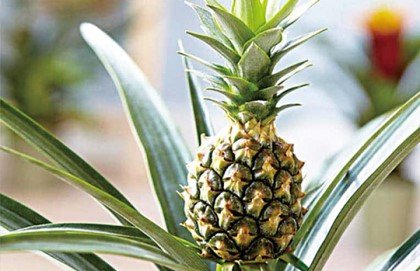  [식물이야기] 괴마옥. Euphorbia hypogaea. 화분에 키우는 파인애플.