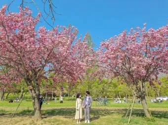 전국 겹벚꽃 명소 베스트 10 관광지_6