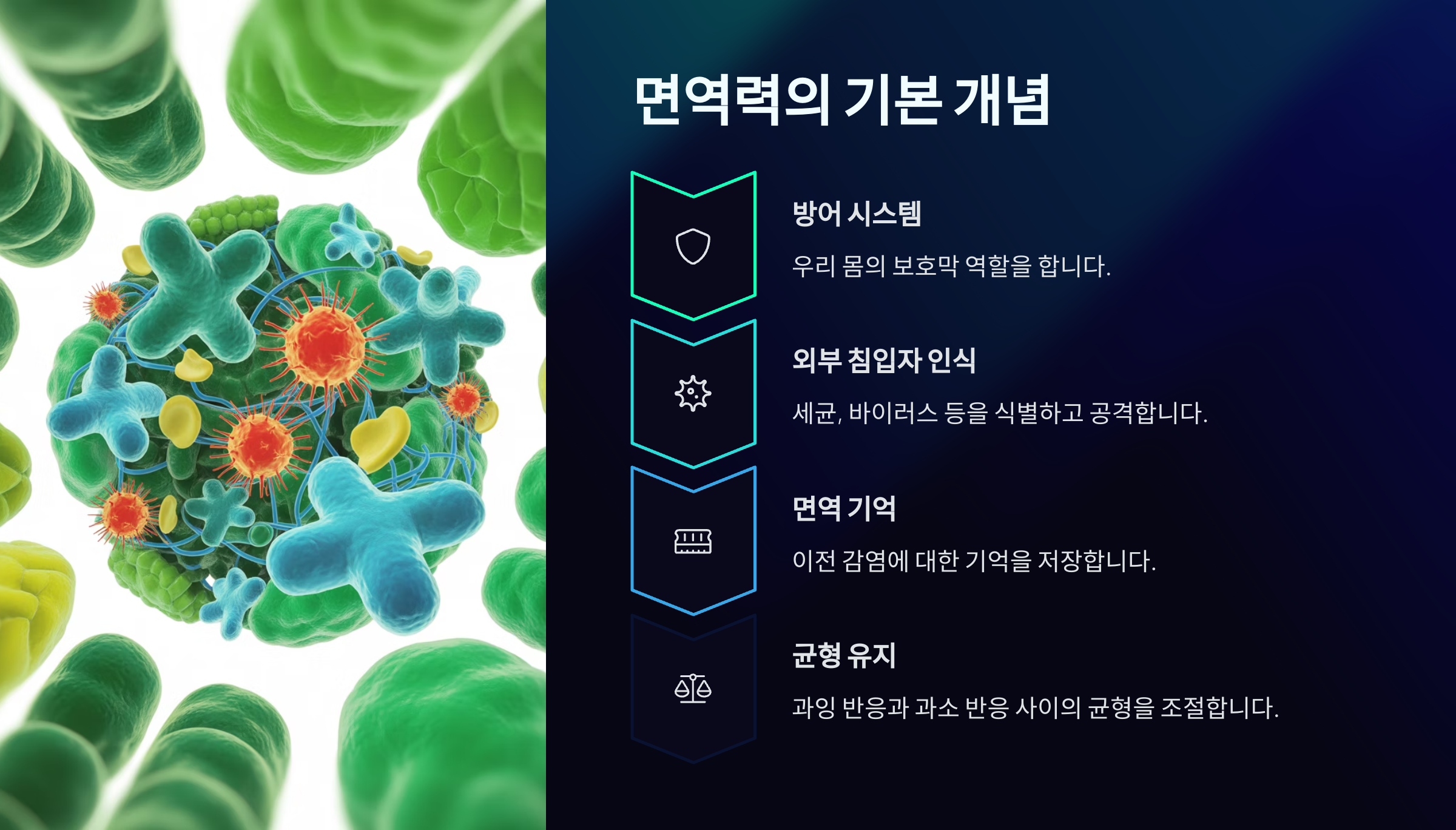 🛡️ 면역력의 기본 개념