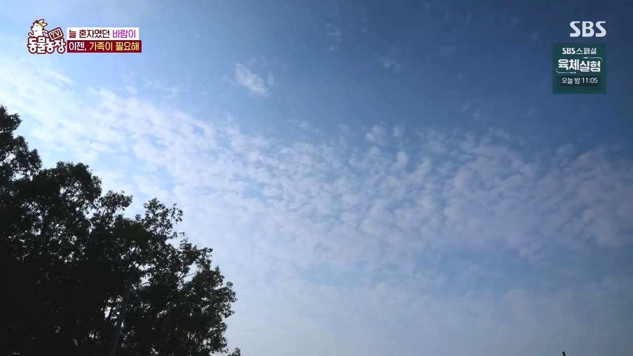 TV 동물농장.E1140.231009p-NEXT.mp4_20231008_174830.443.jpg