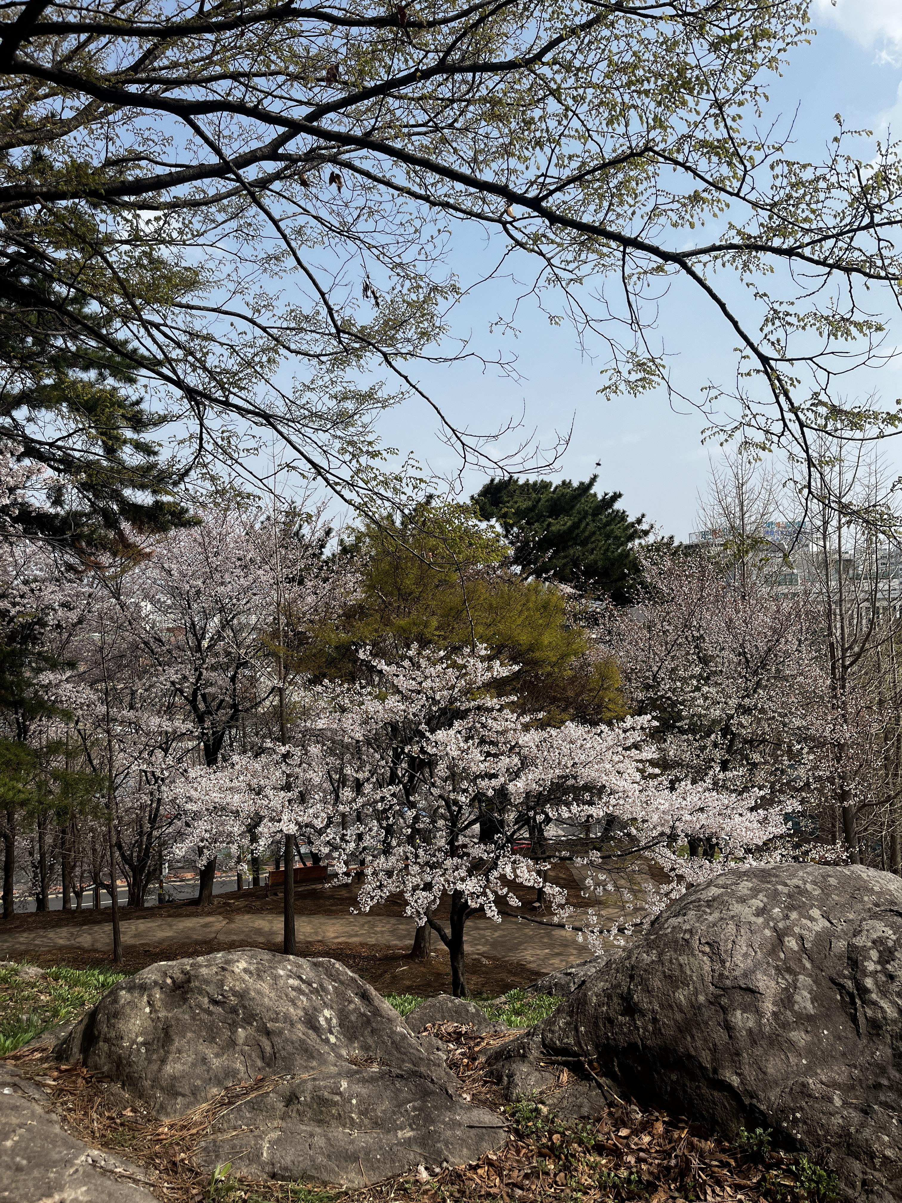 울산벚꽃맛집