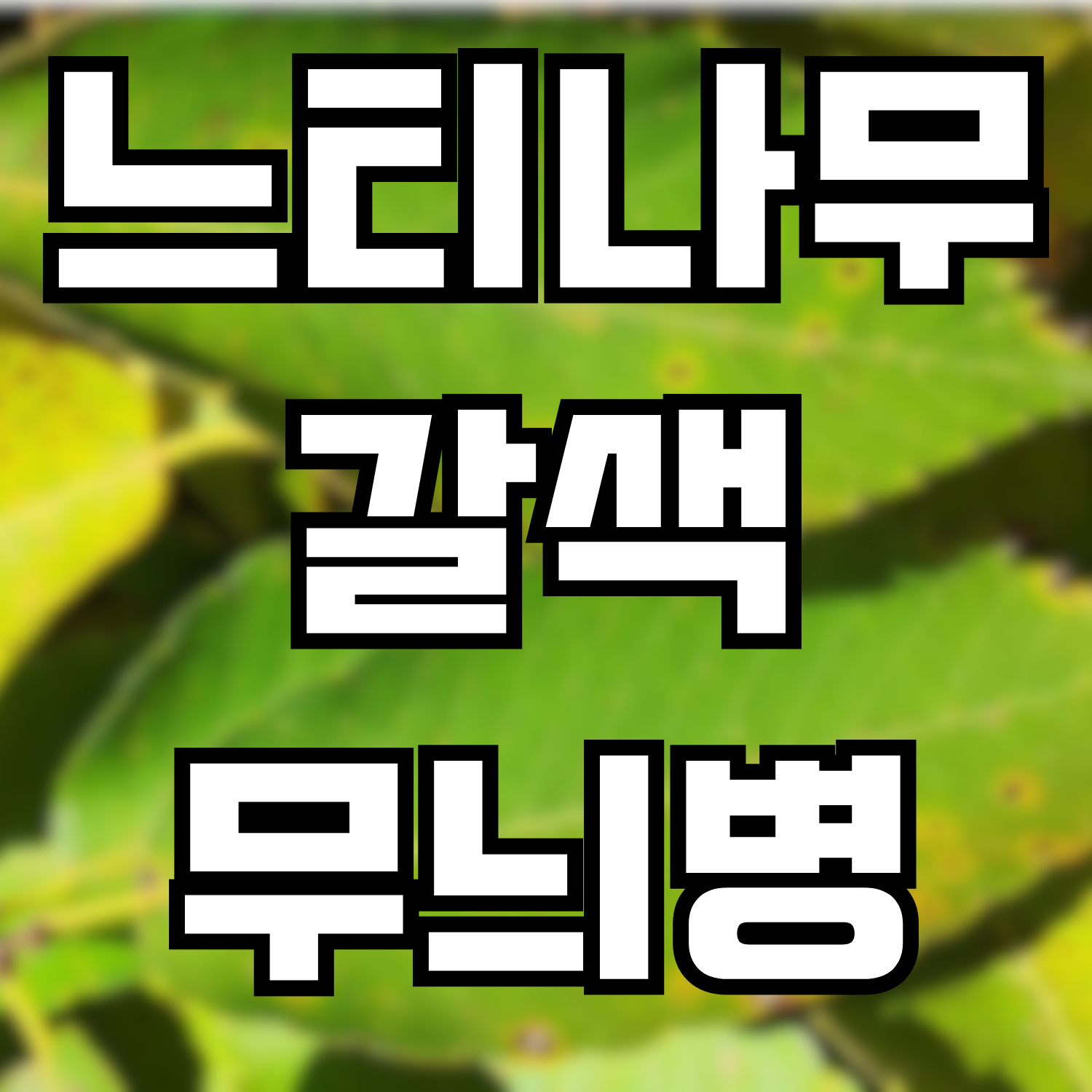  느티나무갈색무늬병