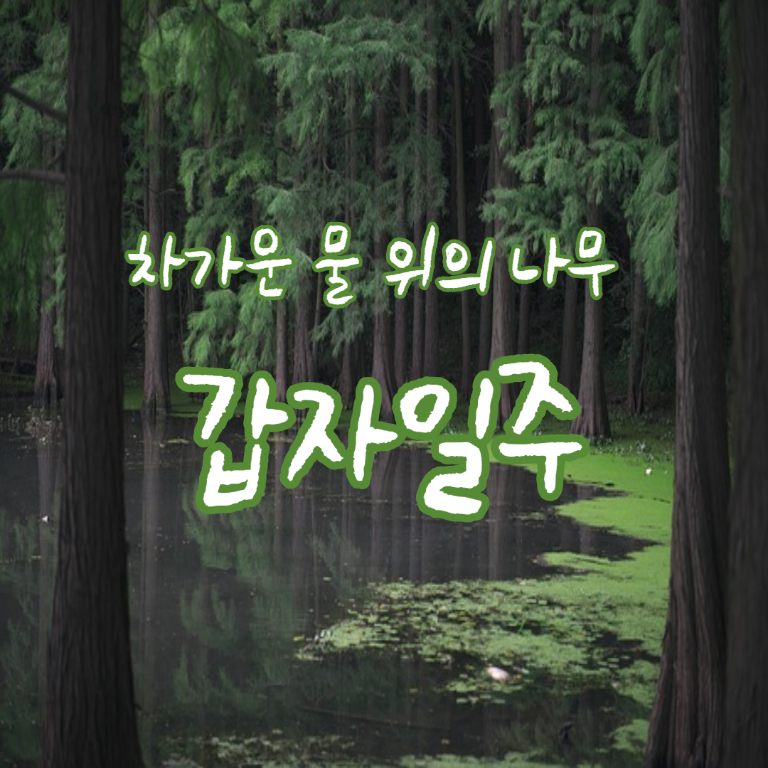  1. 차가운 물 위의 나무 갑자일주