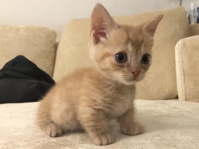  새끼고양이 우유 먹어도 될까요?