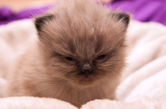 졸린 눈을 하고 있는 연갈색 털의 귀여운 아기 고양이