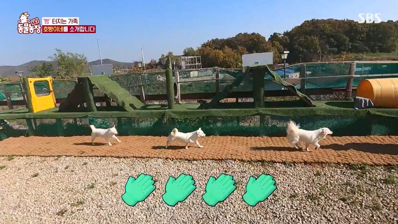 TV 동물농장.E1147.231127p-NEXT.mp4_20231126_170347.197.jpg