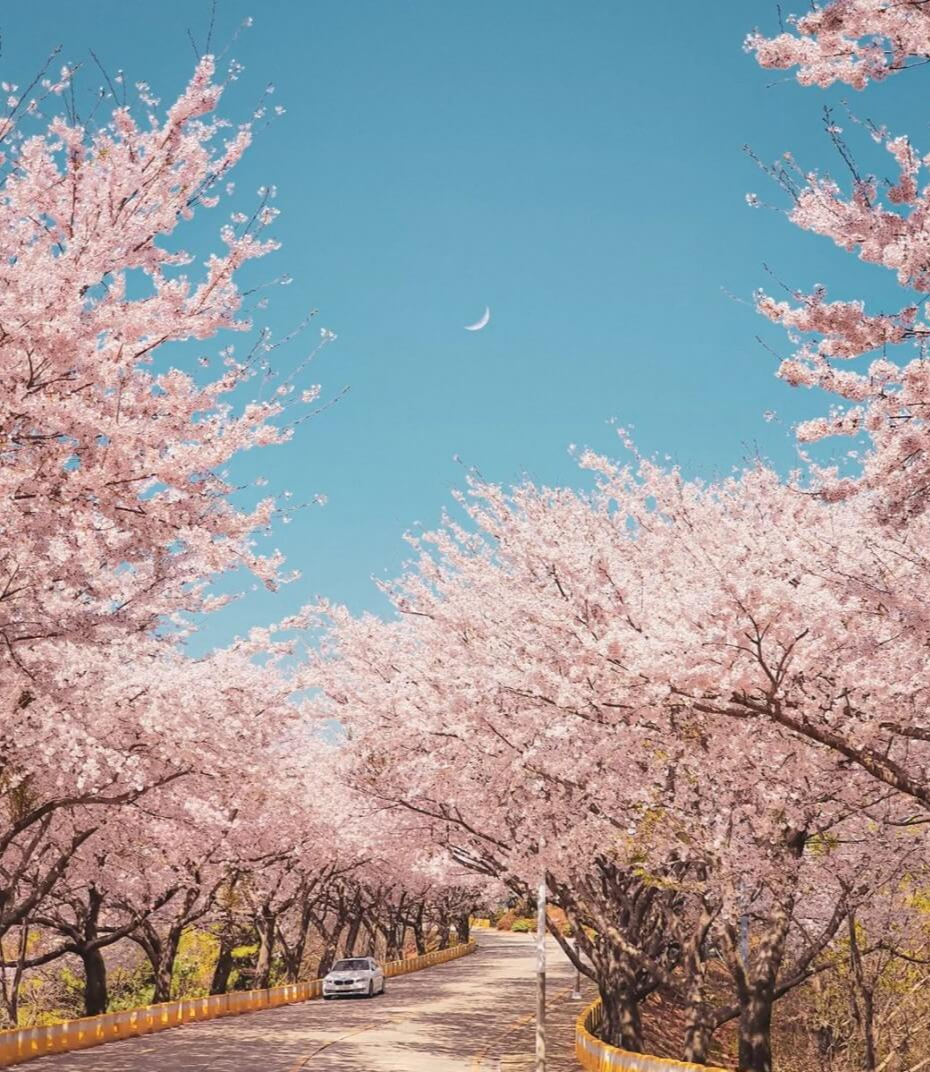 황령산 벚꽃길