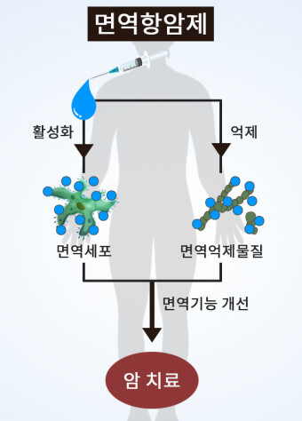 면역항암제 작용