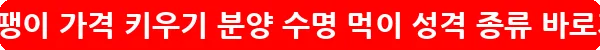 백와달팽이 가격 키우기 분양 수명 먹이 성격 종류_13