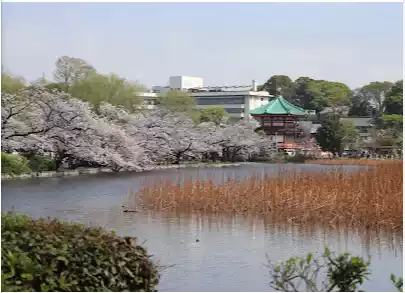 2024년 우에노 공원 벚꽃 개화 정보 및 관람 팁