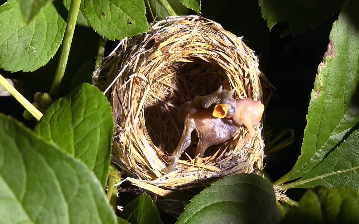 생존 3부_ EBS 다큐프라임_ 220629.avi_20220701_210630.125.jpg