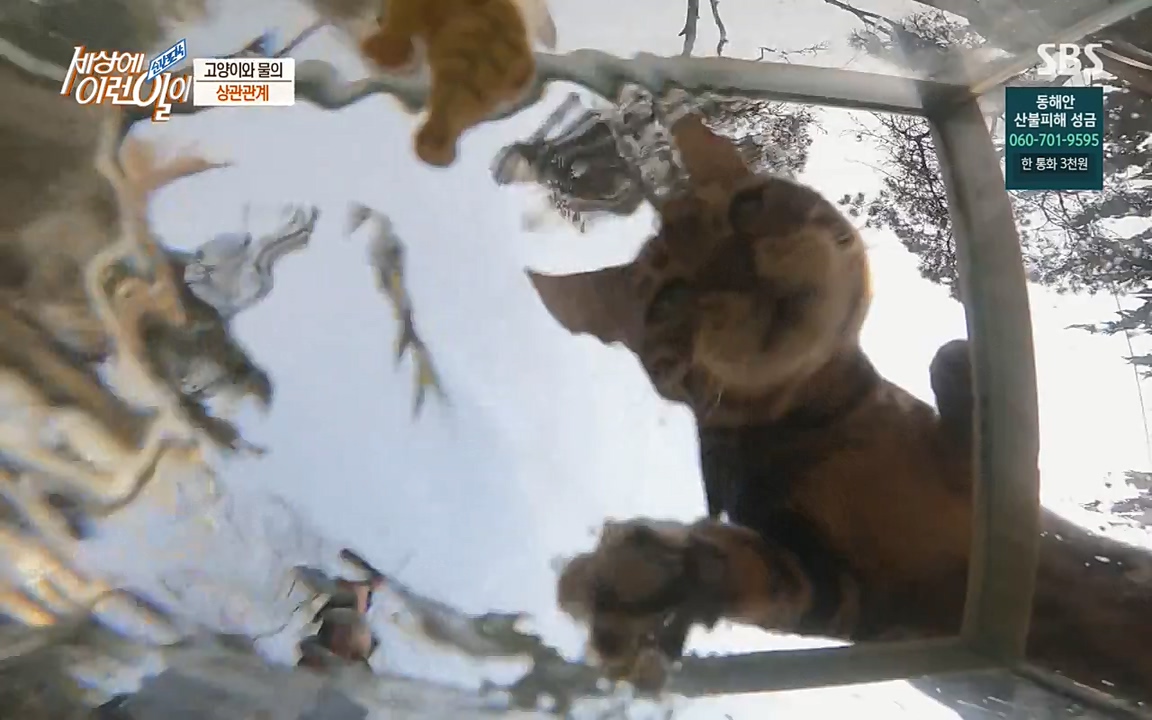 순간포착 세상에 이런일이.E1171.220316p-NEXT.mp4_20220316_184920.540.jpg