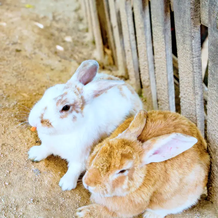 생방송오늘저녁 여주 이천 가볼만한 동물체험 고양이 카페 동물농장