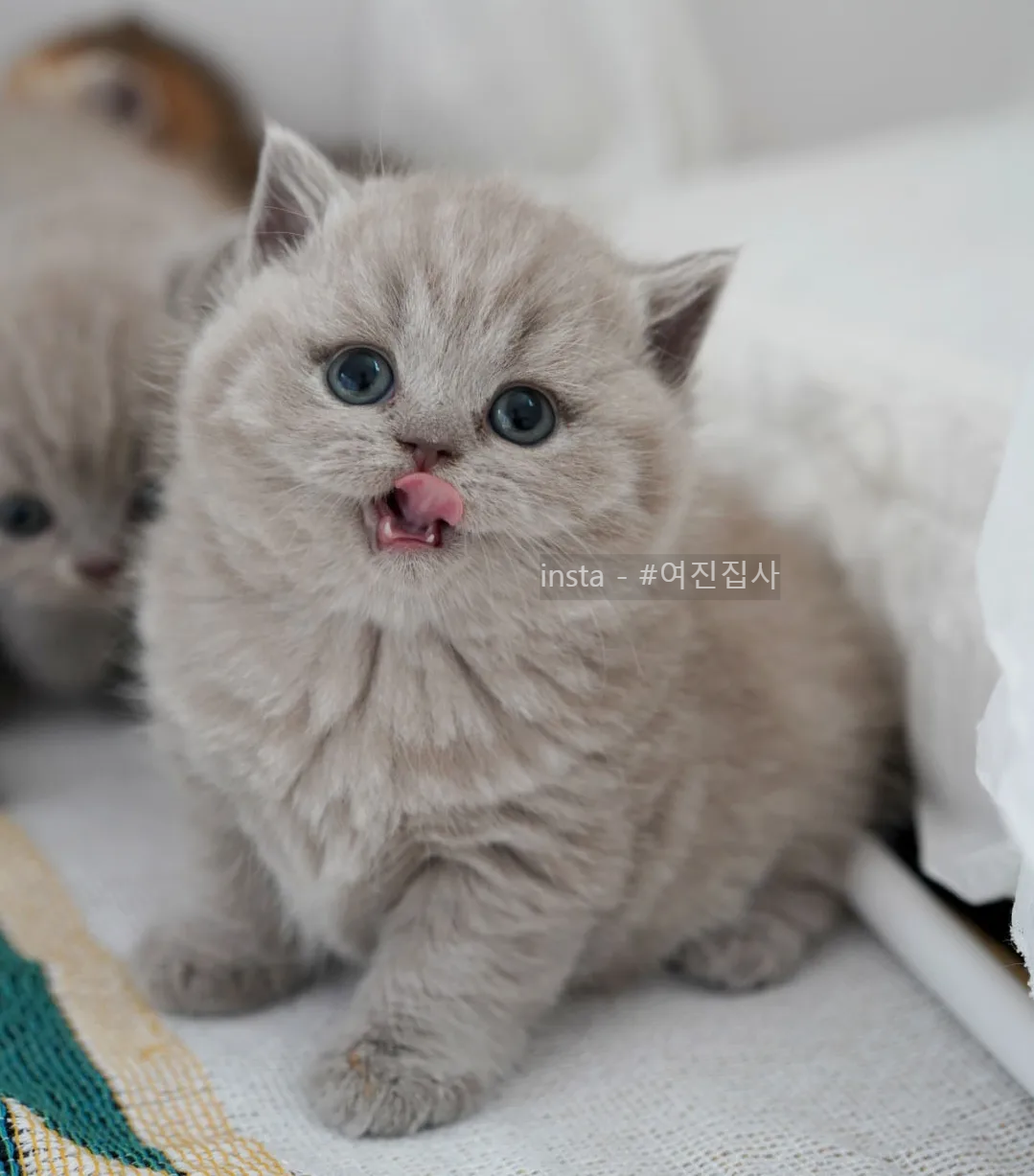 미미랜드 이미지