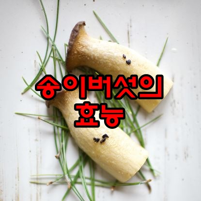  송이버섯 효능