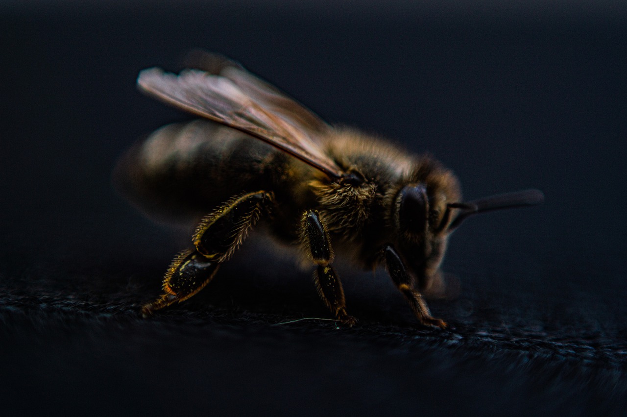 꿀벌-사라진다면-멸종