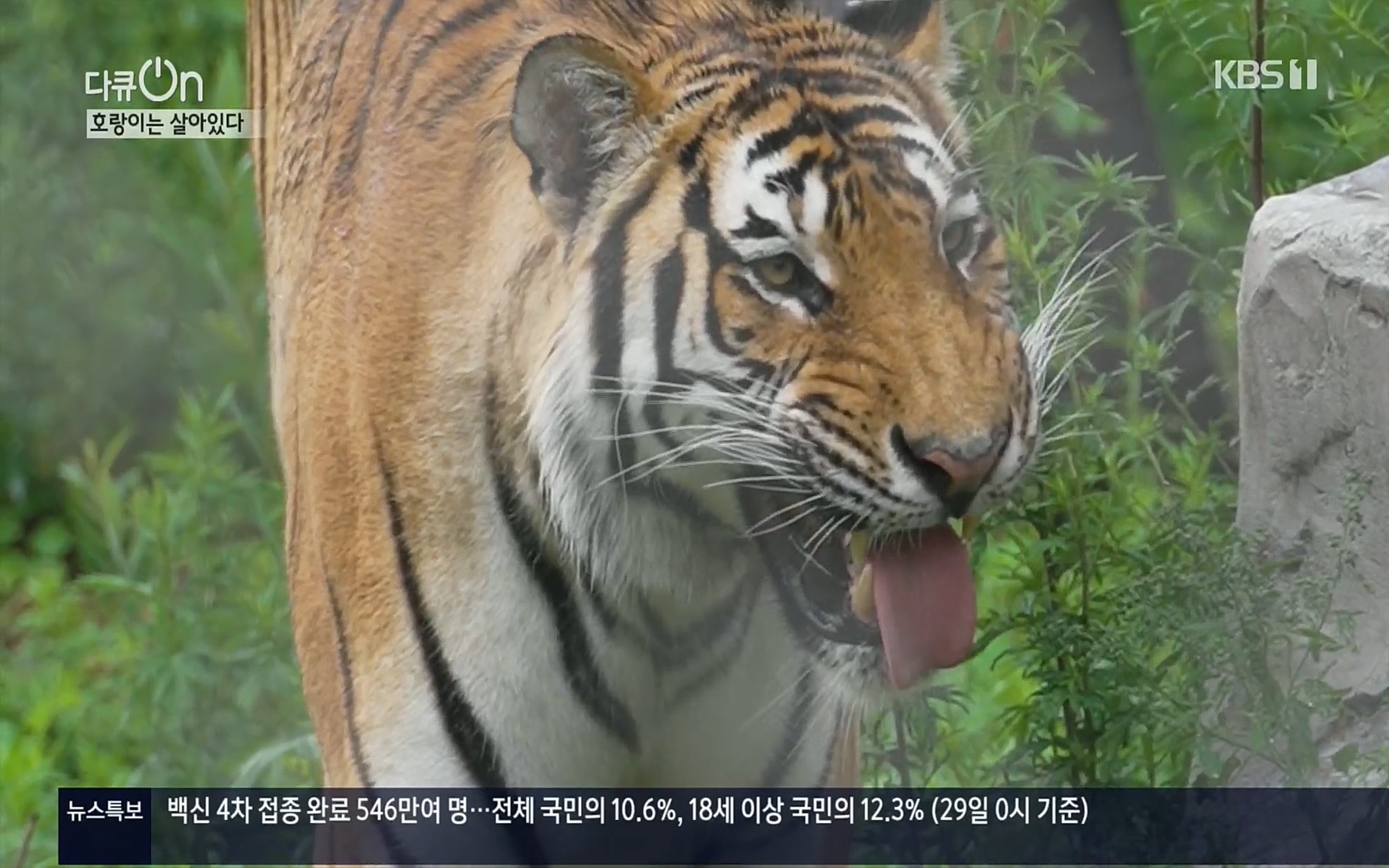 다큐 On.E150.220729p.H264-F1RST.mp4_20220730_164053.319.jpg