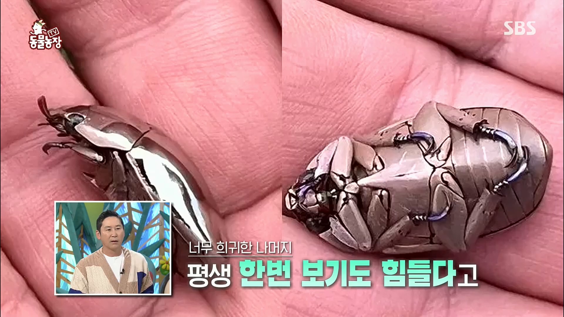 TV 동물농장.E1092.221023p.H264-F1RST.mp4_20221023_182726.650.jpg