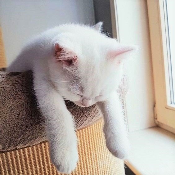  무더운 여름 집고양이 여름나기 전략