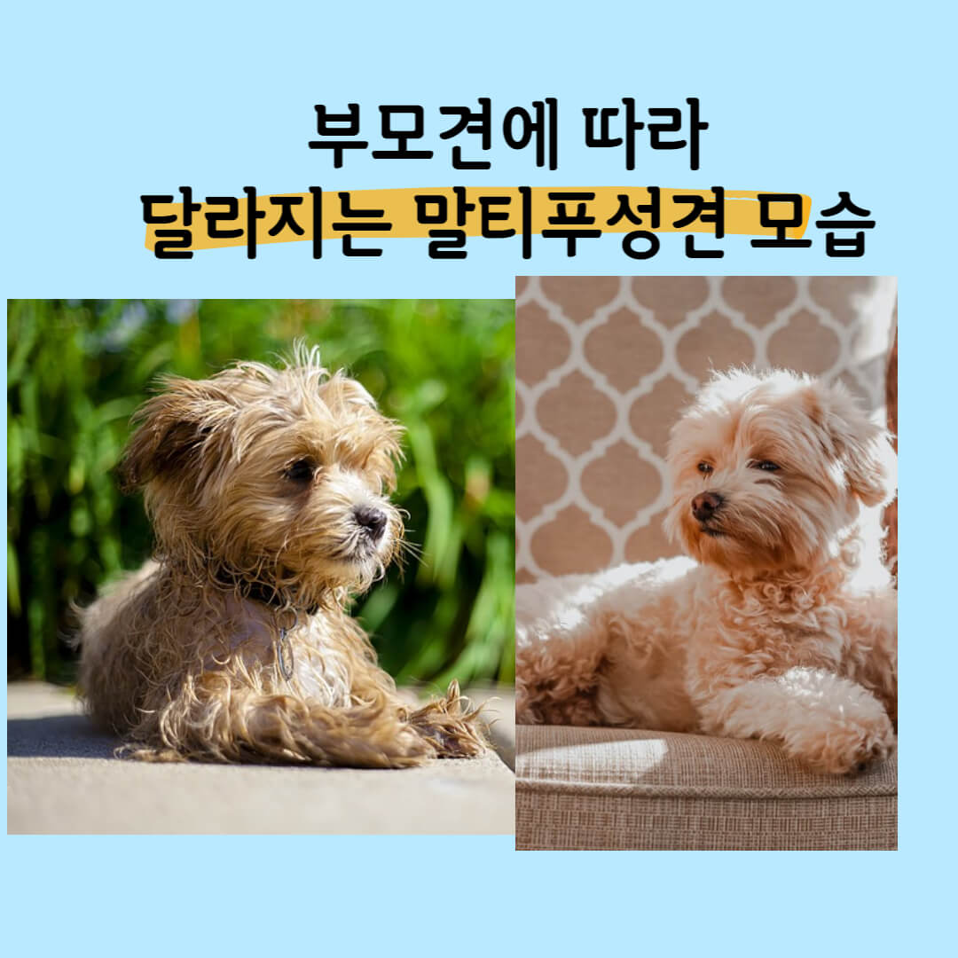 말티푸 말티즈 푸들