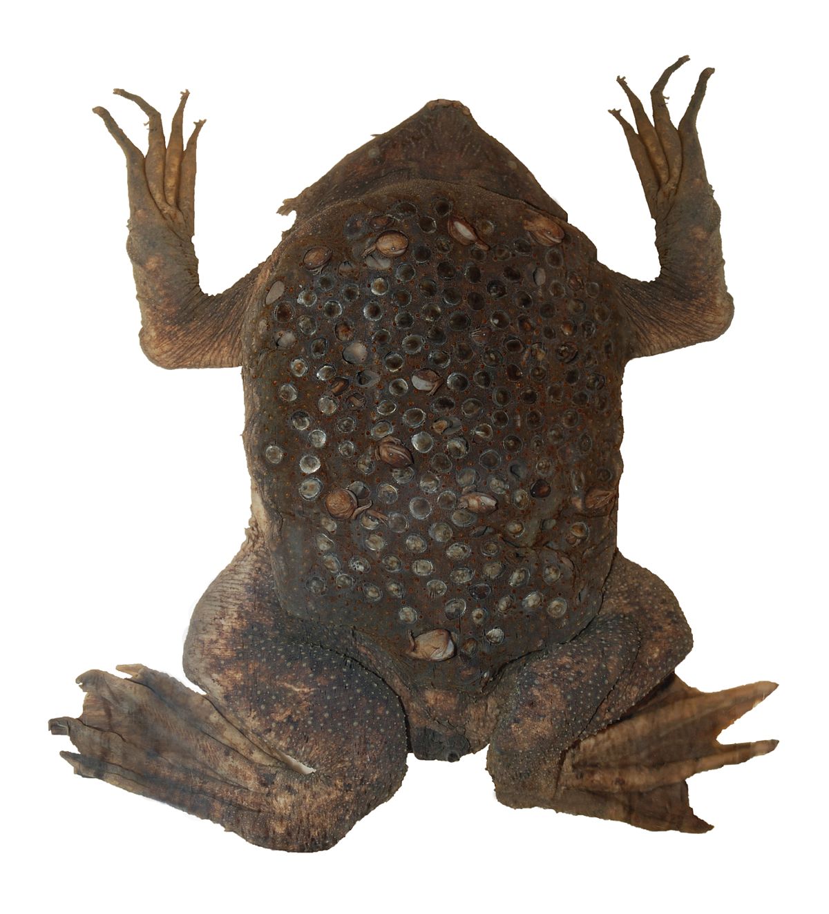 [양서류 백과] 피파두꺼비