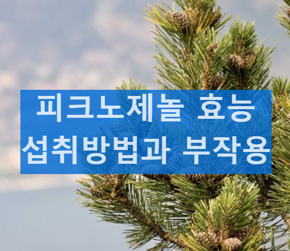 피크노제놀 고혈압 효능 섭취방법