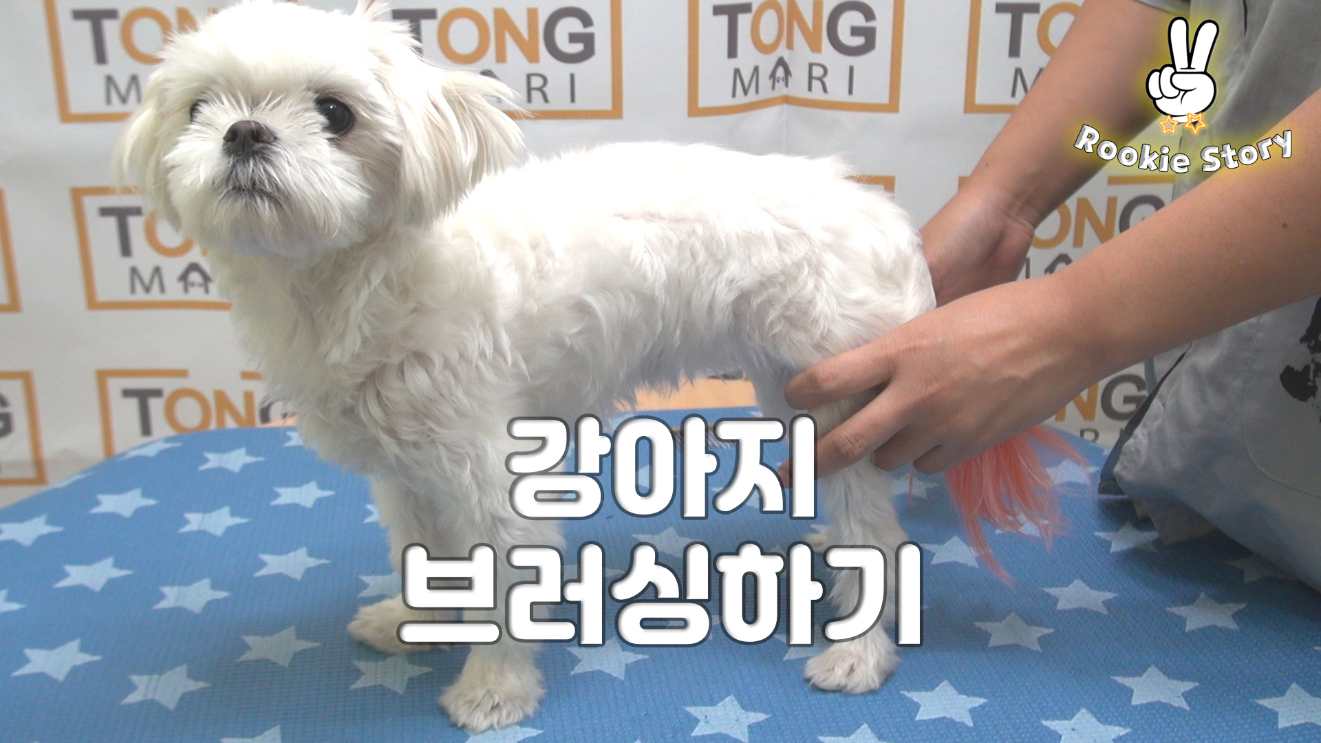  애견 셀프 미용 강아지 털 빗기