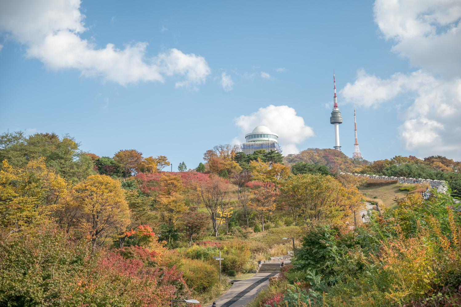 남산공원 은행단풍