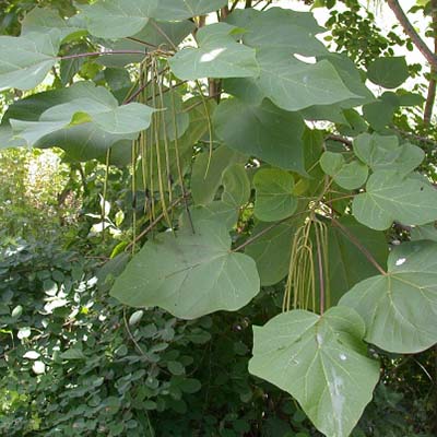 Gae Paulownia-이미지