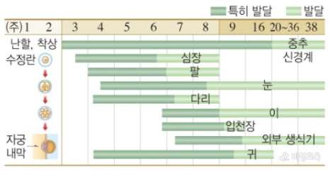 기관형성