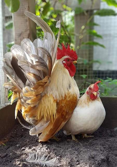 닭이 나오는 꿈 해몽 닭해몽집