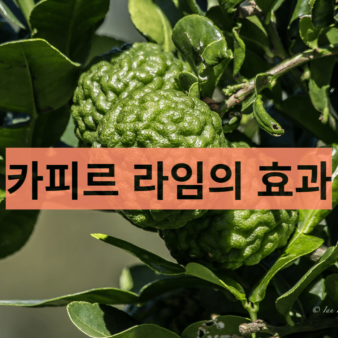  염증 억제해주는 카피르 라임의 긍정적인 효과