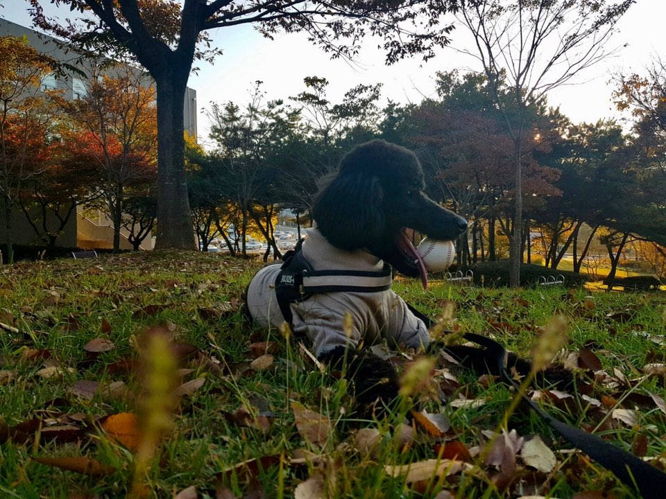  푸들의 종류와 내가 스탠다드 푸들을 결정한 이유