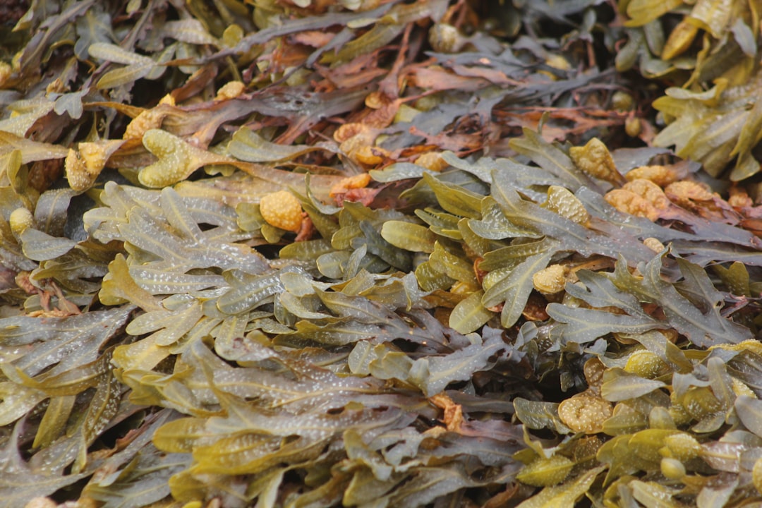 Seaweed