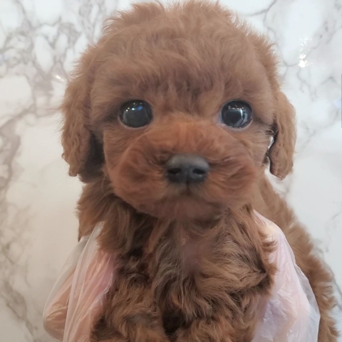  푸들 관리방법 꼼꼼히 알려드릴게요