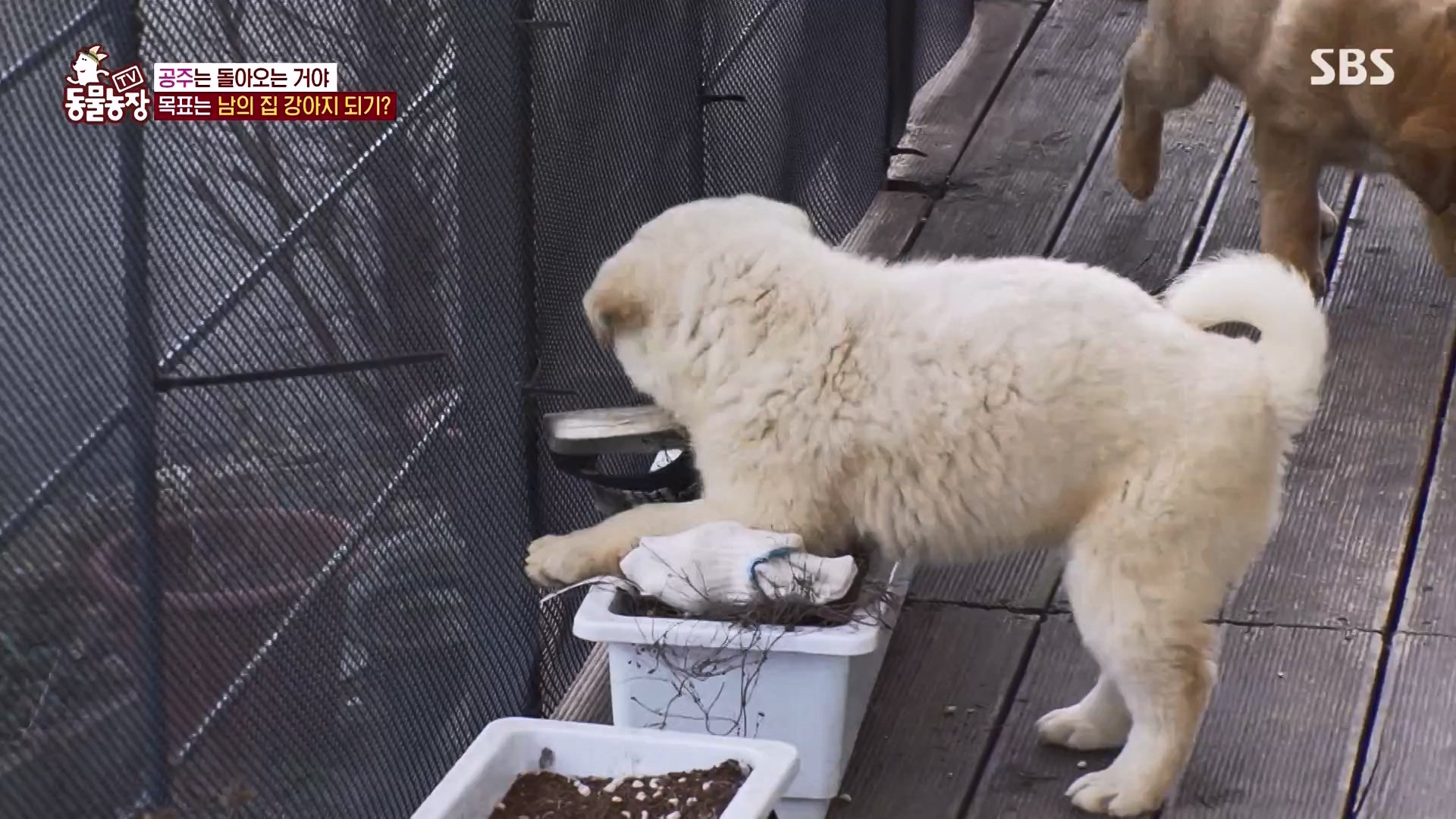 TV 동물농장.E1163.240317p-NEXT.mp4_20240317_171050.608.jpg