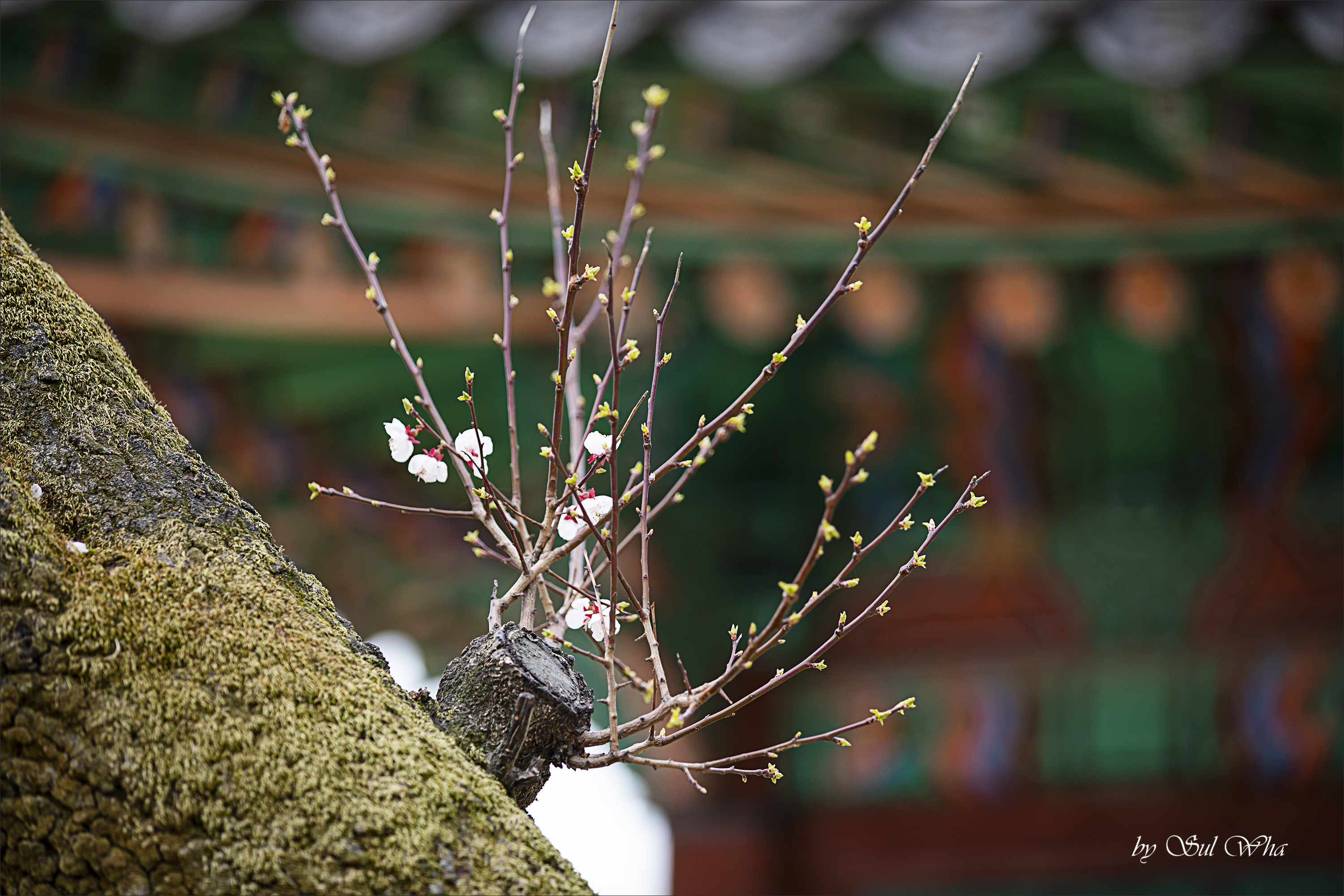 (창덕궁 만첩홍매화) ​​2023년 3월 28일 See More 15