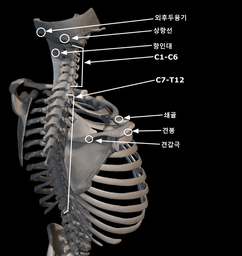 승모근 관련 뼈 사진