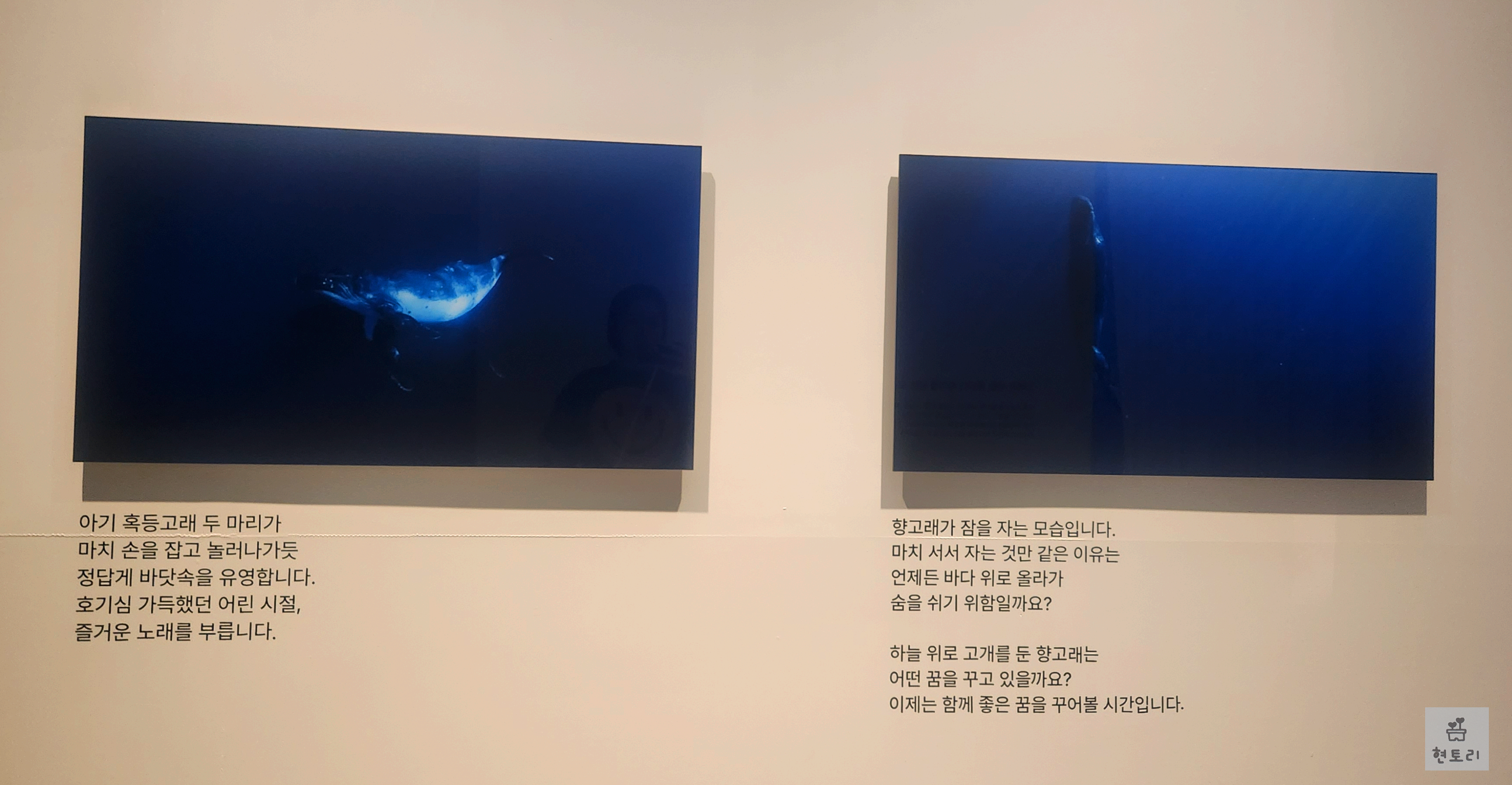 Whales and I: 고래와 나 전시
